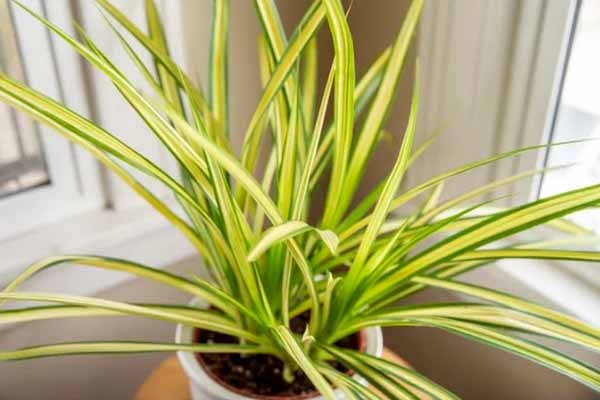 گل پاندانوس خنجری